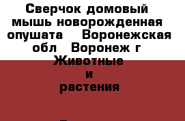 Сверчок домовый, мышь новорожденная, опушата. - Воронежская обл., Воронеж г. Животные и растения » Грызуны и Рептилии   